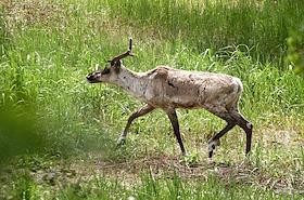 Подписание соглашения о поддержке работ по восстановлению популяции оленей в Керженском заповеднике. Экскурсия по экотропе 'Земля оленей'