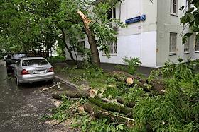 Жанровая фотография. Последствия урагана в Москве