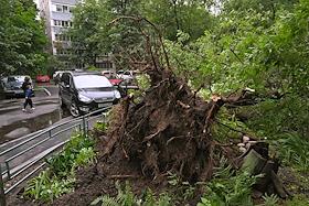 Жанровая фотография. Последствия урагана в Москве