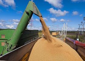 Уборка урожая пшеницы в Полесском районе Калининградской области