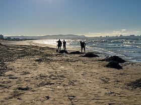 Ликвидация последствий разлива нефтепродуктов из-за потерпевших бедствие двух танкеров 'Волгонефть' в Керченском проливе днем 15 декабря 2024 года, на береговой линии в Анапе