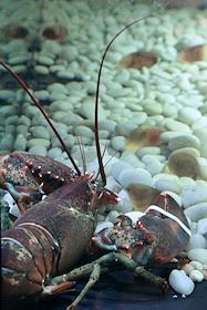 Интерьер ресторана 'Фоссиль'