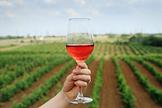 Private 'Gusev Winery' in the Volgograd region