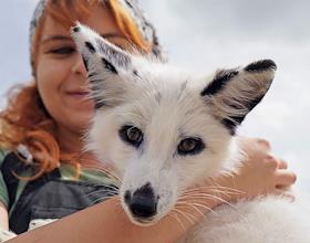 Работа Института цитологии и генетики РАН в Новосибирске. Одомашненные лисы и норки на экспериментальной звероферме Института цитологии и генетики СО РАН