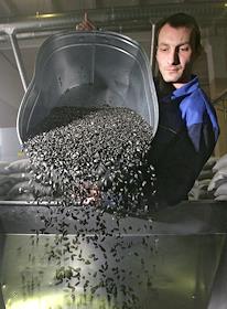 ООО 'Раздолье - Трейд' - производитель семечек премиум-класса