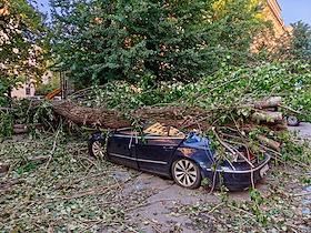 Жанровые фотографии. Дерево, упавшее на машину, на Большой Разначинной улице в Санкт-Петербурге