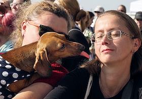 Костюмированный парад такс в Линейном парке Васильевского острова