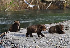 Камчатка. Авачинская бухта. Курильское озеро. Медведи в Южно-Камчатском заказнике им. Т. И. Шпиленка
