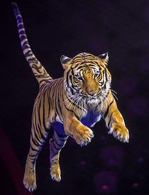 Генеральная репетиция экстрим-шоу «ОдержиМЫе». В Казанском цирке