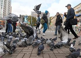 Жанровые фотографии. Виды Новосибирска в октябре 2025