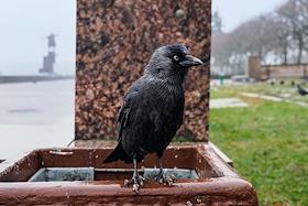 Празднование 7 ноября сторонниками КПРФ в честь 102-й годовщины Октябрьской социалистической революции на площади Владимира Ленина у Финляндского вокзала