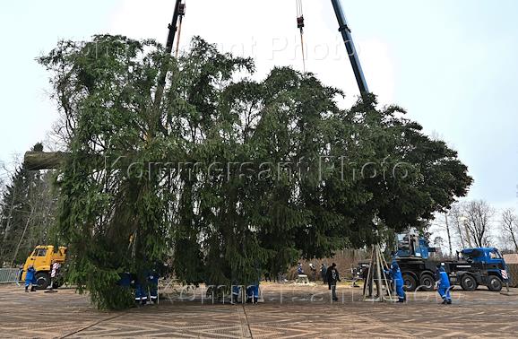 The cutting ceremony of the country's main New Year's tree, which will adorn the Kremlin's Cathedral Square, on the territory of the Dorokhovskoye Forestry in the Ruzsky Municipal District