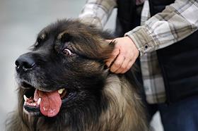 Выставка собак 'Евразия 2025' в МВЦ 'Крокус Экспо'