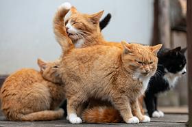 Жанровая съемка