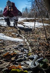 Жанровые фотографии. Пробуждение змей в парке Лосиный Остров