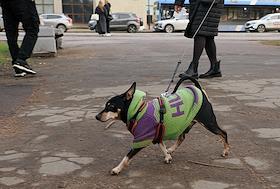 Молодежная акция 'Энергия улиц' в парке 'Василеостровец', посвященная Дню здоровья
