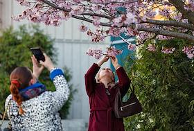 Жанровые фотографии. Цветение сакуры