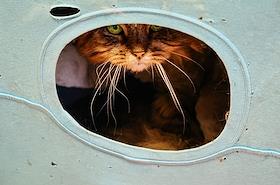 Посещение волонтерами Василеостровского района самого большого кошачьего приюта в Санкт-Петербурге 'Островок' на Глухоозерском шоссе, 14 Б