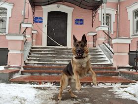 Российская Православная Автономная Церковь (РПАЦ) в Суздале охраняется злой собакой