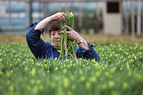 Бурейко Станислав - директор совхоза 'Ульяновский'