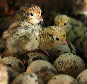 Разведение перепелов, фазанов, павлинов на птичьей ферме супругов Башкатовых