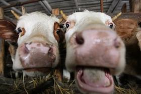 Директор проекта Ava.Ru Сергей Кудымов во время интервью