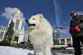 Владелица профессионального питомника зенненхундов 'Корона России' Елена Мамигонян во время интервью