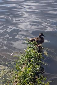 Интерьер ресторана 'Главбич' (ГлавBeach) на берегу поймы Москвы-реки в Строгино