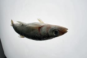 Обложка. Омуль