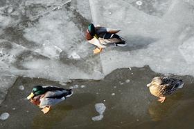 Интерьер ресторана 'The Apartment'