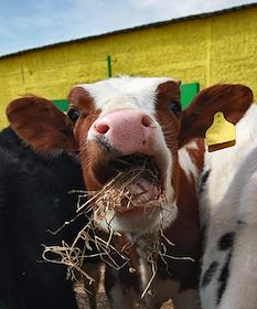 Генеральный директор корпорации 'Органик' Александр Васильчишин во время посещения производственной базы органических продуктов
