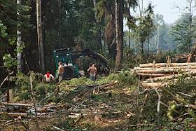 Вырубка Химкинского леса