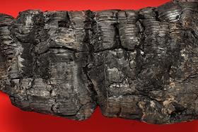 Обложка. Уголь (сгоревшее полено)