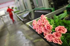 Генеральный директор компании 'Новая Голландия' Константин Гранкин. Комплекс по выращиванию роз 'Новая Голландия'