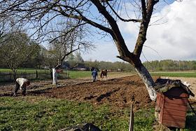 Жители Беларуси сажают картошку