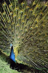 Интерьер ресторана 'Шинок'