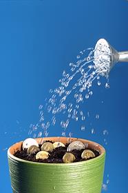 Обложка для журнала 'Деньги'. Цветочный горшок с монетами поливают водой из лейки