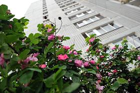 Съемка 'зеленой зоны' около дома 116 на ул. Профсоюзная, организованной жильцами