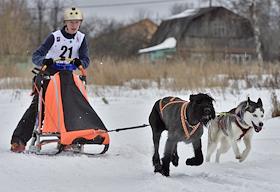 Юниорская гонка на собачьих упряжках