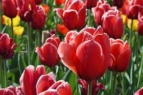 Ежегодная выставка 'Парад тюльпанов' в Никитском ботаническом саду