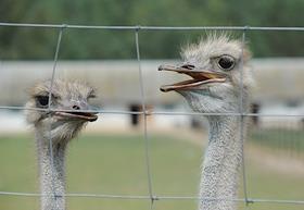 Страусиная ферма под Кобрином в д.Козище