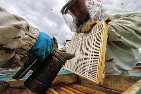 Производство меда на пасеке в деревне Малый Турыш