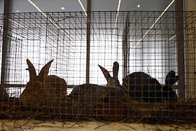 Пермская ярмарка. 18-я межрегиональная специализированная выставка-ярмарка садово-огородного инвентаря, семян, рассады, а также товаров и услуг для обустройства садовых участков 'Весенний сад. Дачный сезон'