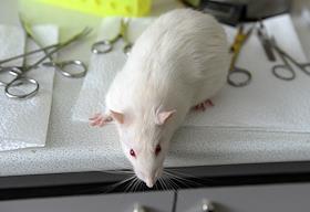 Ведущий научный сотрудник лаборатории структуры и функции митохондрий НИИ физико-химической биологии имени А.Н.Белозерского Егор Плотников во время интервью