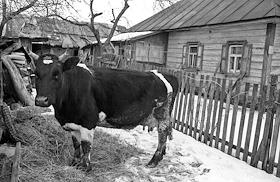 Зона отчуждения и безусловного (обязательного) отселения Чернобыльской атомной электростанции (ЧАЭС).
(Чернобыльский р-н., с.Опачичи, 1999г.)