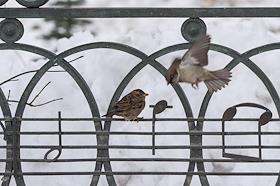 Полуторавековой юбилей перешагнул один из ведущих музыкальных вузов России и мира – Московская государственная консерватория им. Чайковского. Сегодня это: уникальное хранилище музыкальных документов, которых здесь полтора миллиона! А еще знаменитый Большой зал, где выступают лучшие музыканты мира, 979 музыкальных инструментов, 460 преподавателей, 1500 студентов